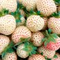 100 Seeds White Strawberry The Hottest Fruits in Japan