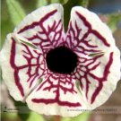 100 seeds Rare Calico Monkey Flower Mimulus Pictus