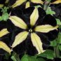 100 seeds Black Yellow Playmates Petunia Annual Flowers
