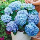 15 Seeds Rare Blue Bonsai Hydrangea Flower Perennial Plant