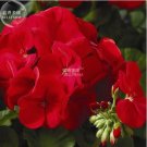 10 Seeds Geranium Maverick Scarlet Perennial Flower