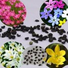 8 Seeds Zephyranthes carinata White Red Yellow Pink Rain Lily Perennial Garden Flower