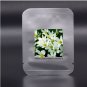8 Seeds Zephyranthes carinata White Red Yellow Pink Rain Lily Perennial Garden Flower