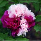 5 Seeds Rare 'Color Face' Dark Red Light Pink Peony Seedling Plant