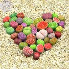 10 Seeds Lithops Mixed 10 Types of Living Stones