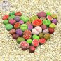 10 Seeds Lithops Mixed 10 Types of Living Stones