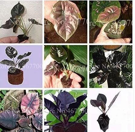 20 seeds Alocasia Jewel of Borneo kapit Alocasia Infernalis Purple Elephant