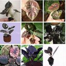 20 seeds Alocasia Jewel of Borneo kapit Alocasia Infernalis Purple Elephant
