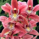 100 seeds Rare Cymbidium Orchid Plant African Cymbidiums Flores