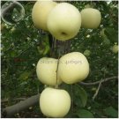 10 Seeds High yield Big White Sweet Apple