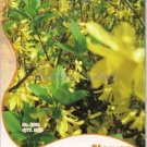 35 Seed Beautiful Weeping Forsythia
