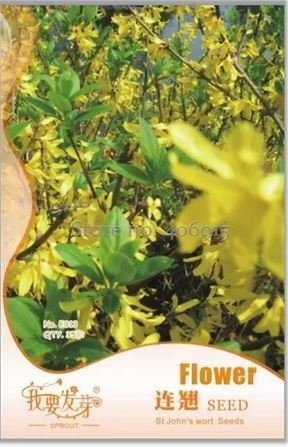 35 Seed Beautiful Weeping Forsythia
