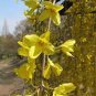 35 Seed Beautiful Weeping Forsythia