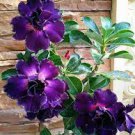 2 Seeds 'Purple Angel' Adenium Desert Rose
