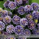 50 Seeds Imported Rare Double 'Twinkle' Dark Blue White Garden Columbine Flower