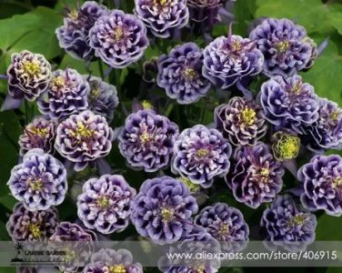 50 Seeds Imported Rare Double 'Twinkle' Dark Blue White Garden Columbine Flower