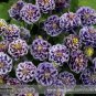 50 Seeds Imported Rare Double 'Twinkle' Dark Blue White Garden Columbine Flower