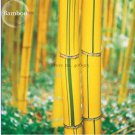 30 Seeds Phyllostachys Viridis 'Sulfurea' Yellwo Green Striped Bamboo