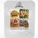 5 Seeds Guanzhou Longan Fruit