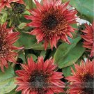 15 Seeds Double Dandy Hybrid Sunflower Ornamental
