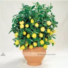 30 Seeds Bonsai Yellow Green Lemon Tree