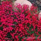 500 seeds Creeping Thyme Bonsai or Blue Rock CRESS Plant