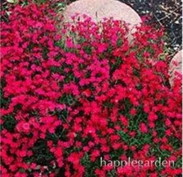 500 seeds Creeping Thyme Bonsai or Blue Rock CRESS Plant