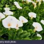 50 Seeds Cream White Calla Lily (Zantedeschia aethiopica)