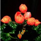 10 seeds Geranium Seeds Conny Orange Perennial 'Red Blossom Rosebud' Series