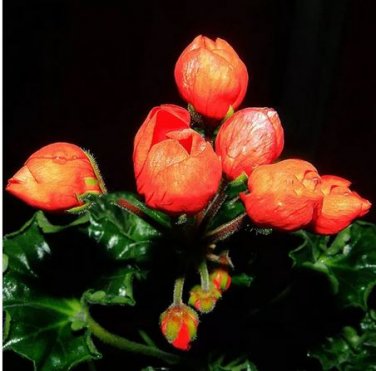 10 seeds Geranium Seeds Conny Orange Perennial 'Red Blossom Rosebud' Series