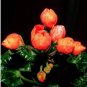 10 seeds Geranium Seeds Conny Orange Perennial 'Red Blossom Rosebud' Series