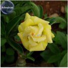2 Seeds Heirloom Rose Shaped Adenium Yellow Desert Rose