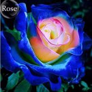 50 Seeds Rare Dark Blue Roses with Light Orange Heart