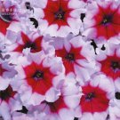 200 Seeds Petunia Celebrity Burgundy Frost Annual