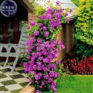 50 Seeds Rose Purple Compact Climbing Flower