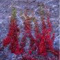 10 Seeds Rare Red Ivy Creeper Leaves Heirloom