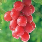 15 Seeds Ruby Roman Grapes