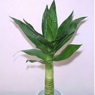 50 Seeds Lucky Bamboo Choose Potted Bonsai Variety Complete Dracaena Plant