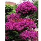 100 Seeds Rare Beautiful Seed Bougainvillea Seed Balcony