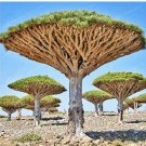 10 Seeds Dragon Blood Tree (Dracaena cinnabari Balf) Dracaena Trees Four Seasons