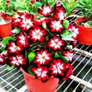 2 Seeds Rare Dark Flowing Adenium Desert rose