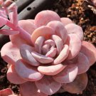 10 Seeds Echeveria Lauii Pink Succulent Lovely Plant