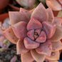 10 Seeds Echeveria Lauii Pink Succulent Lovely Plant