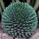 20 Seeds Agave Victoriae-Reginae Royal Agave Succulent Flowering Perennial Plant
