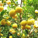 20 Seeds Rare Outdoor Organic Yellow Big Lemon Tree