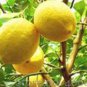 20 Seeds Rare Outdoor Organic Yellow Big Lemon Tree