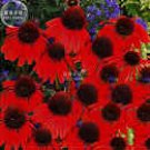 200 Seeds Echinacea 'FIREBIRD' Fire Red Bonsai Coneflowers Hybrid Bonsai Flowers