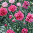 50 Seeds Hardy Perennial Dianthus 'Scents of Summer Pink Peony' Carnation Flower