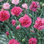 50 Seeds Hardy Perennial Dianthus 'Scents of Summer Pink Peony' Carnation Flower