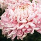 50 Seeds Pink Chrysanthemum